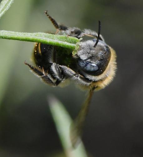 Réf. 283 565 : Hoplitis sp.